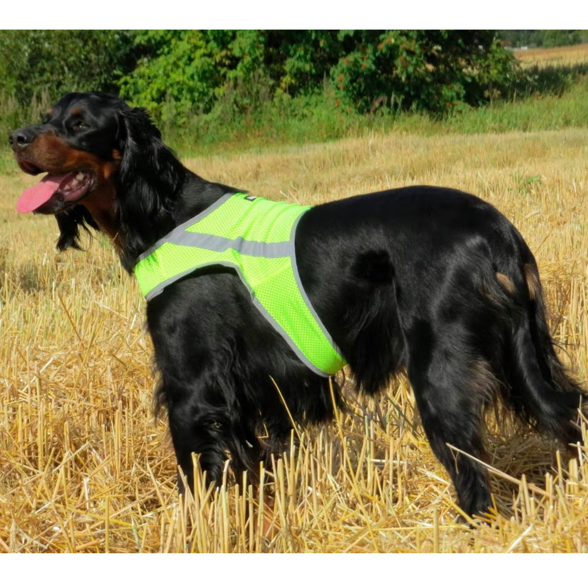 Refleksvest hund
