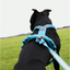 Non-stop dogwear Line harness 5.0 – Teal