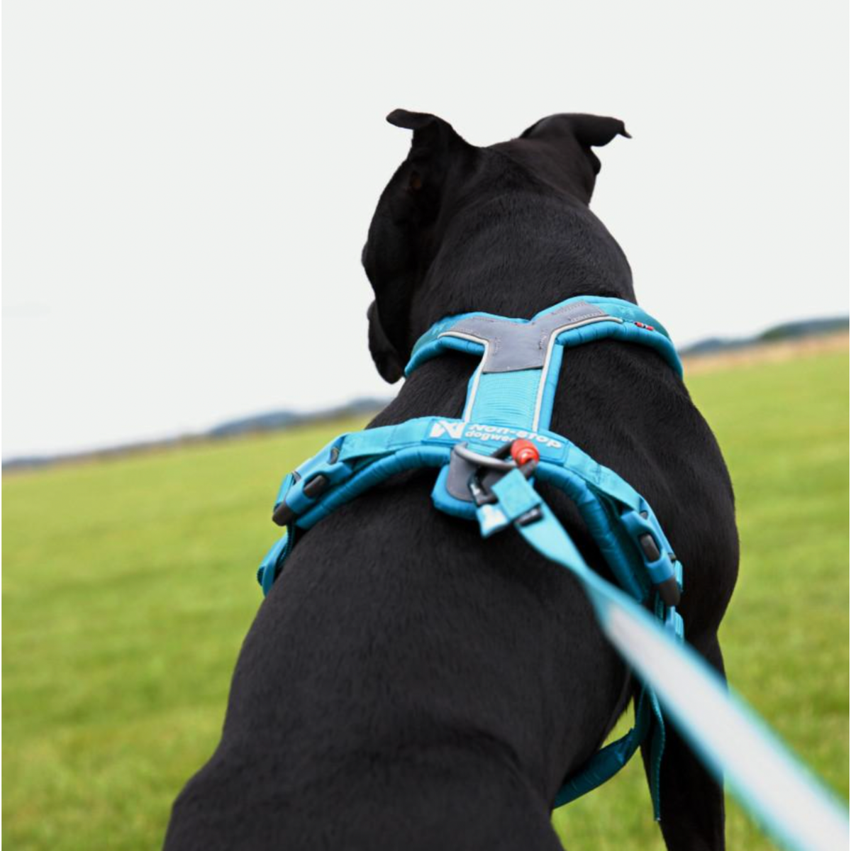 Non-stop dogwear Line harness 5.0 – Teal