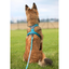Non-stop dogwear Line harness 5.0 – Teal