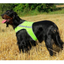 Refleksvest hund